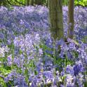 153 Bluebell Walk in Egerton - April 2011